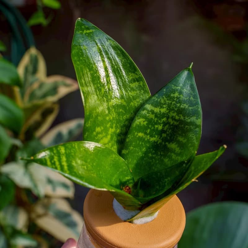 綠紋虎尾蘭 三角水耕盆栽 室內植物 觀葉植物 禮物 水培