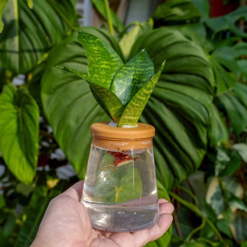 綠紋虎尾蘭 三角水耕盆栽 室內植物 觀葉植物 禮物 水培