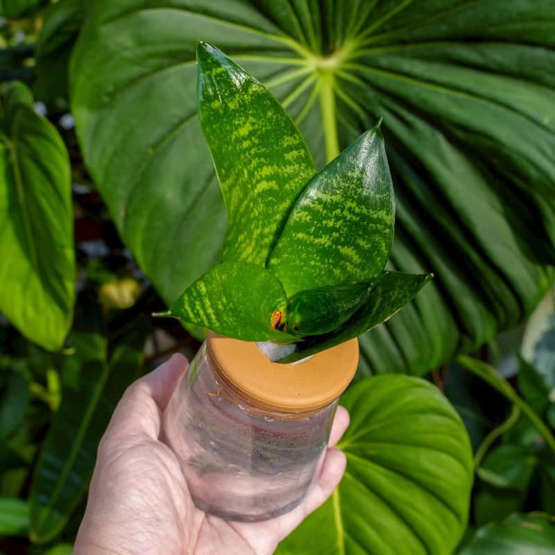綠紋虎尾蘭 三角水耕盆栽 室內植物 觀葉植物 禮物 水培
