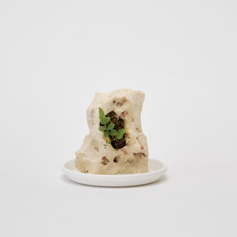 蕨類 x 小品盆景 x 咕咾石 微景觀  純自然 盆栽 送禮 豆盆栽