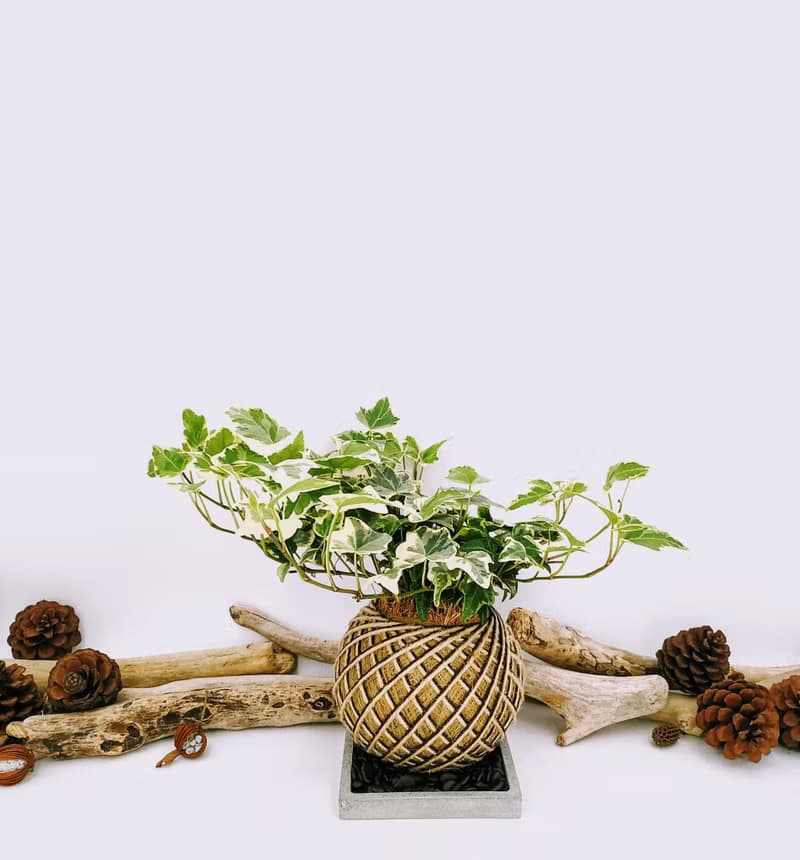 白斑常春藤苔球│板植│室內植物│窗邊植物│觀葉植物