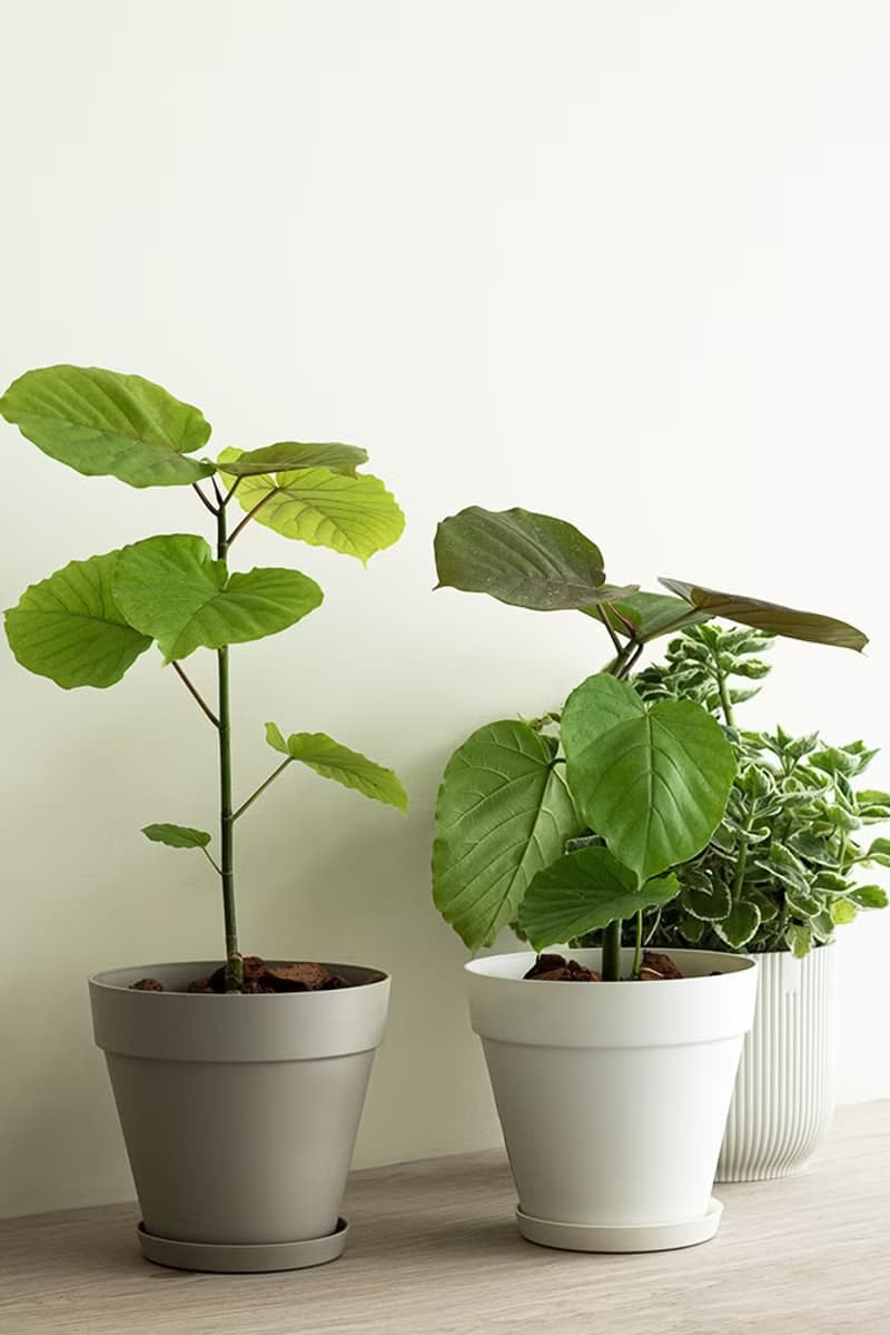 Small Ficus Umbellata 小愛心榕植栽_荷蘭設計極簡霧面盆