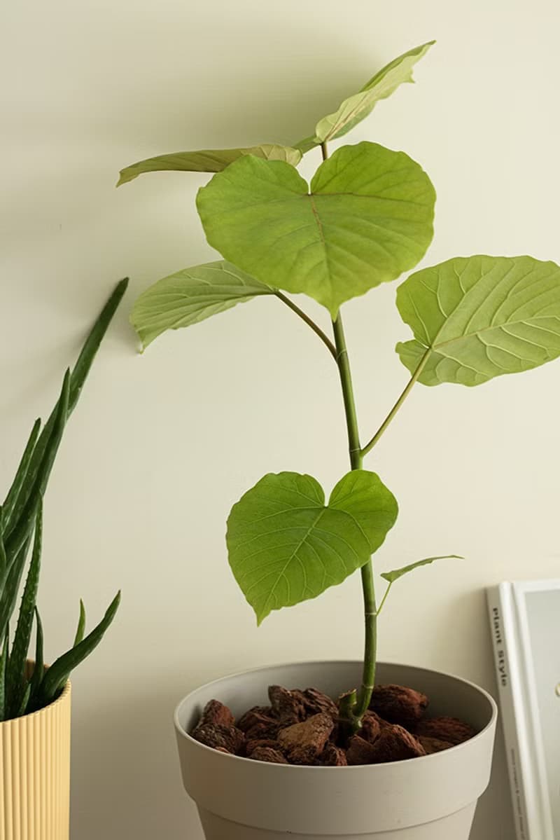 Small Ficus Umbellata 小愛心榕植栽_荷蘭設計極簡霧面盆
