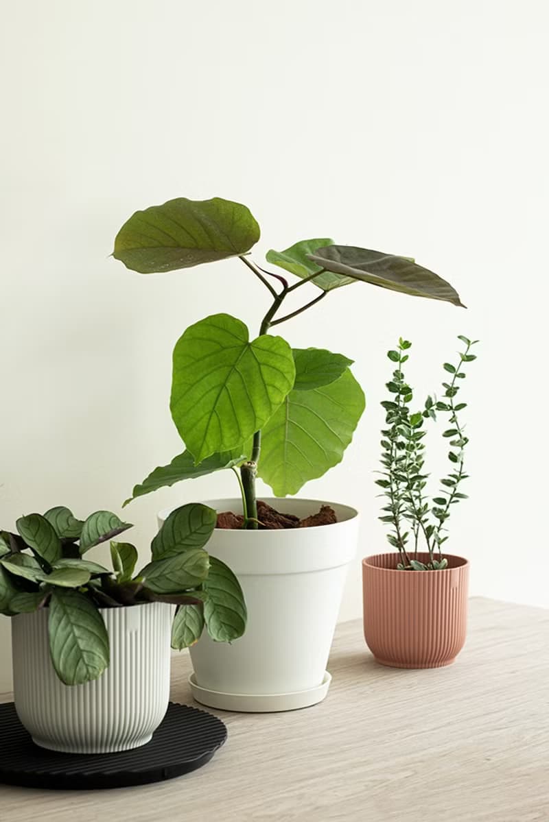 Small Ficus Umbellata 小愛心榕植栽_荷蘭設計極簡霧面盆