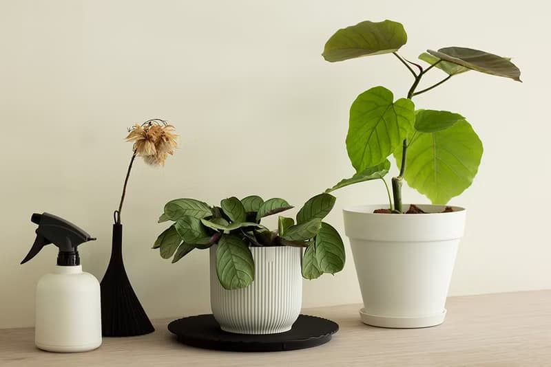 Small Ficus Umbellata 小愛心榕植栽_荷蘭設計極簡霧面盆