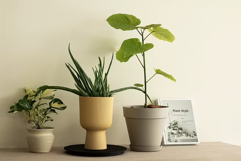 Small Ficus Umbellata 小愛心榕植栽_荷蘭設計極簡霧面盆