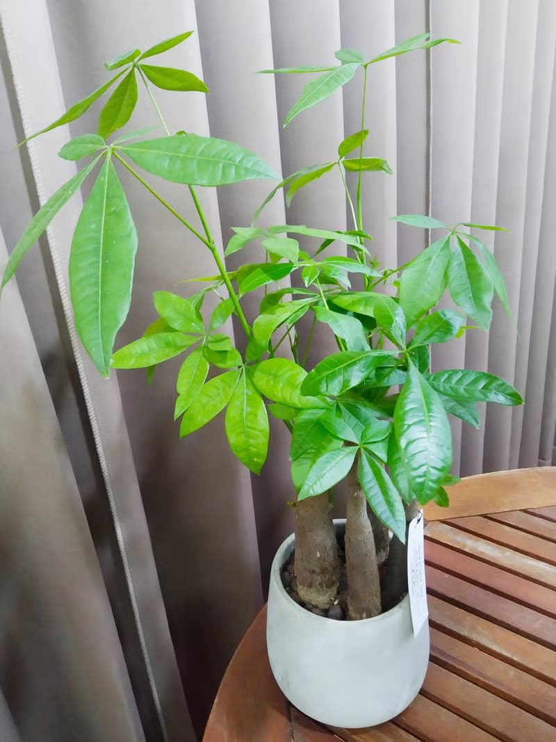 簡約質樸風 發財樹小品水泥盆 佈置空間或送禮心意皆適宜