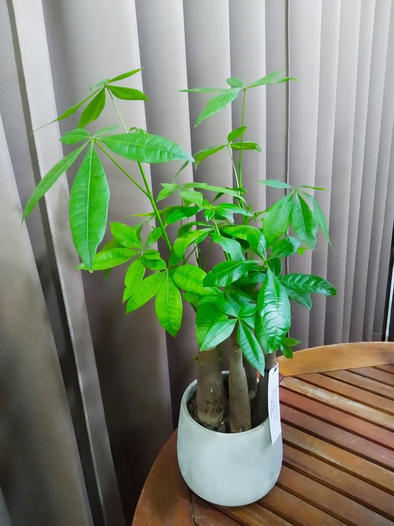 簡約質樸風 發財樹小品水泥盆 佈置空間或送禮心意皆適宜