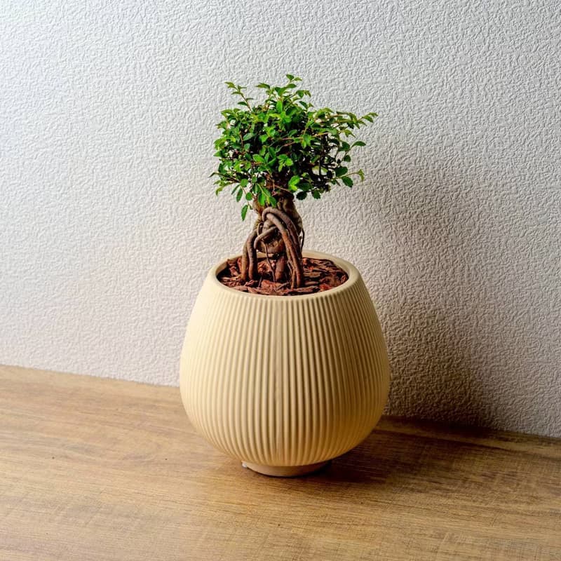榆樹 線條圓陶盆黃色 窄口 桌上型盆栽 開幕送禮 喬遷禮物 植栽