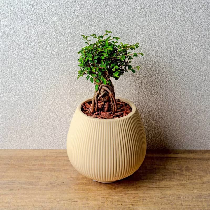 榆樹 線條圓陶盆黃色 窄口 桌上型盆栽 開幕送禮 喬遷禮物 植栽