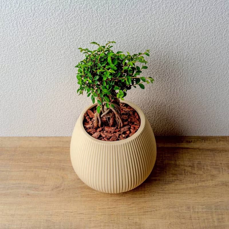榆樹 線條圓陶盆黃色 窄口 桌上型盆栽 開幕送禮 喬遷禮物 植栽