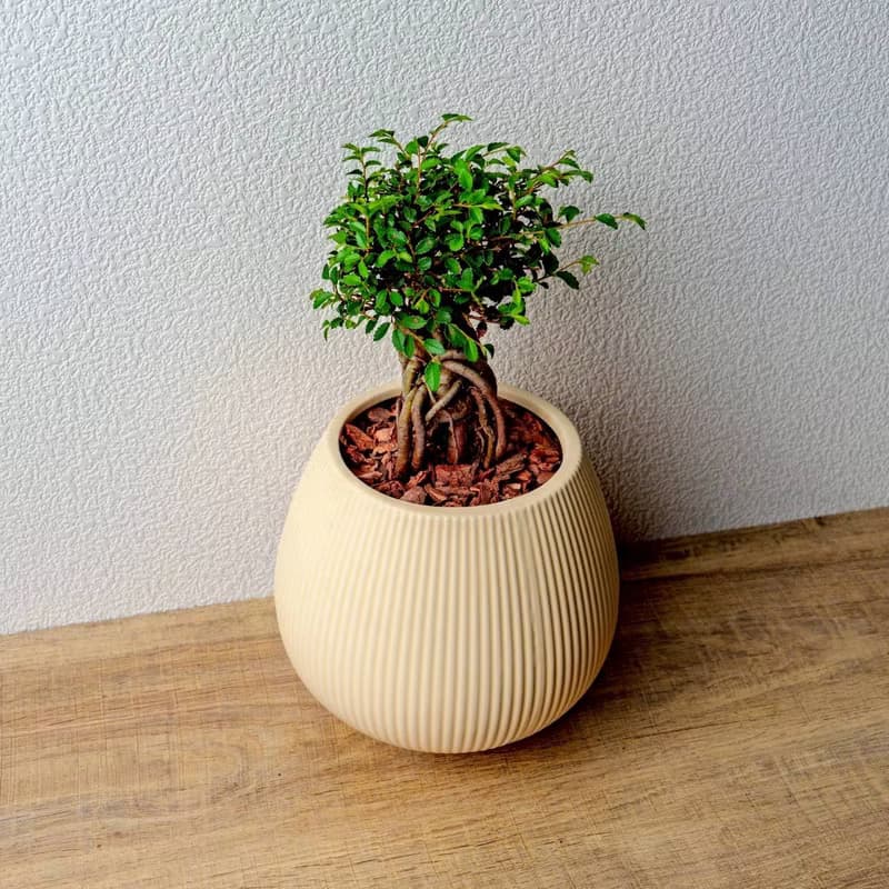 榆樹 線條圓陶盆黃色 窄口 桌上型盆栽 開幕送禮 喬遷禮物 植栽