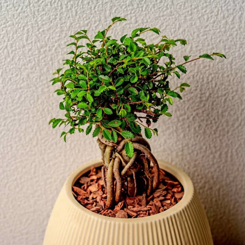 榆樹 線條圓陶盆黃色 窄口 桌上型盆栽 開幕送禮 喬遷禮物 植栽