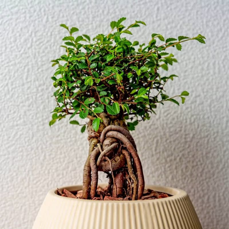 榆樹 線條圓陶盆黃色 窄口 桌上型盆栽 開幕送禮 喬遷禮物 植栽