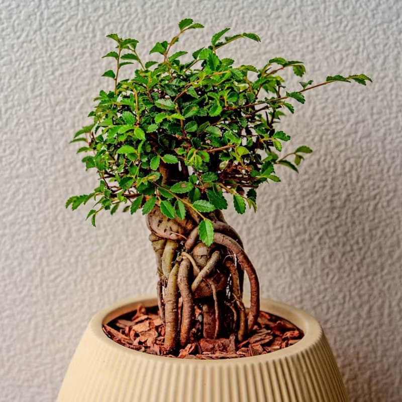 榆樹 線條圓陶盆黃色 窄口 桌上型盆栽 開幕送禮 喬遷禮物 植栽