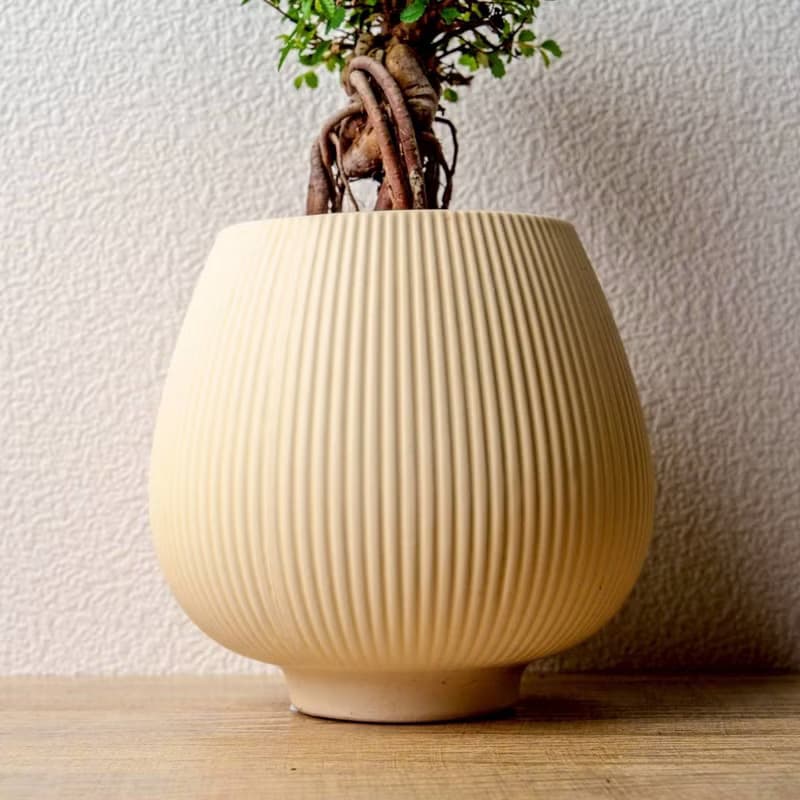 榆樹 線條圓陶盆黃色 窄口 桌上型盆栽 開幕送禮 喬遷禮物 植栽