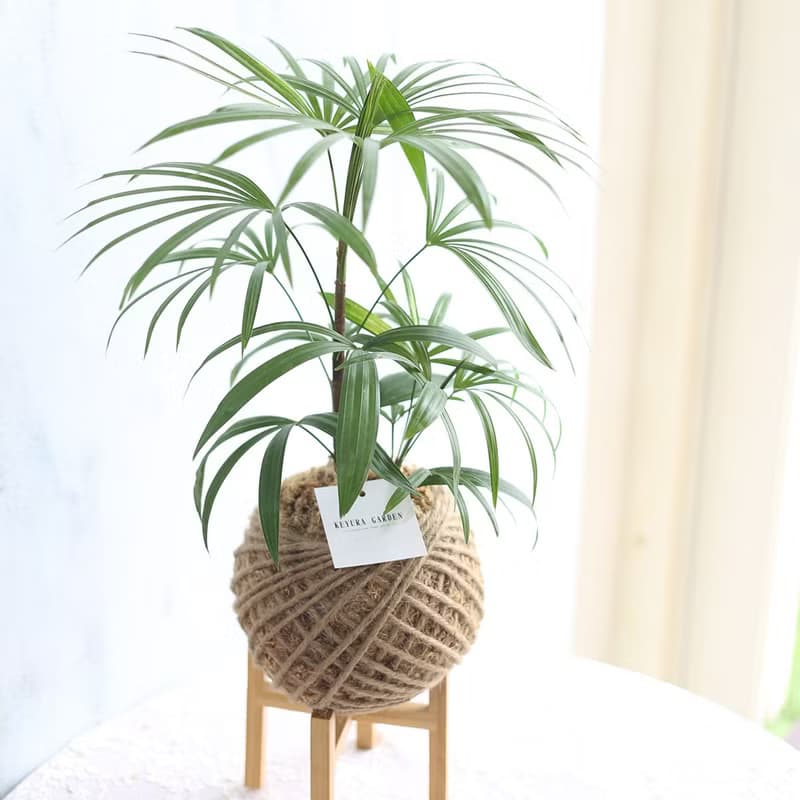 PD26觀音棕竹大苔球 / 室內植栽 居家佈置