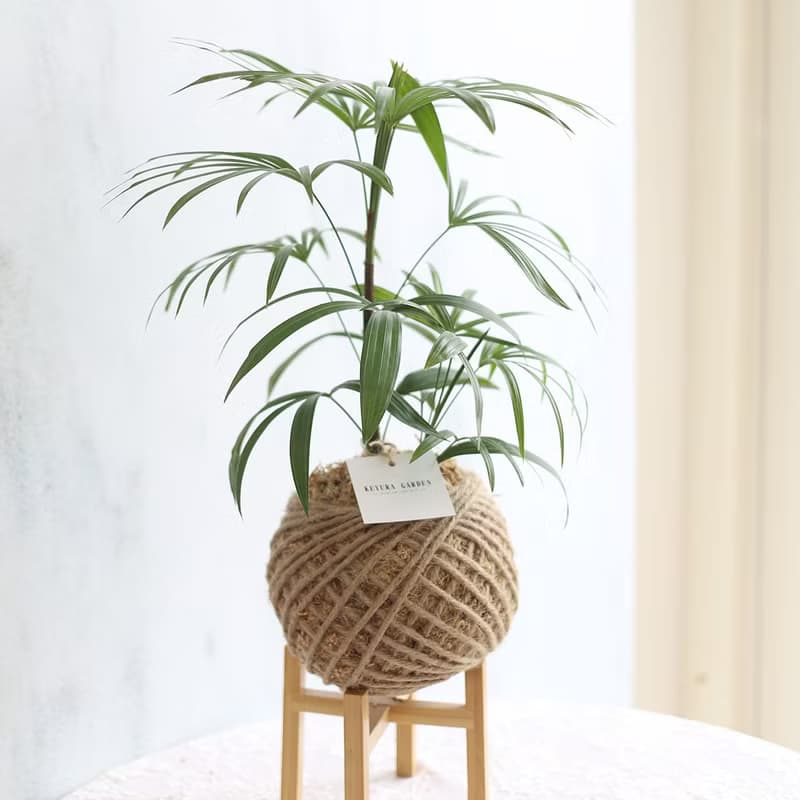 PD26觀音棕竹大苔球 / 室內植栽 居家佈置
