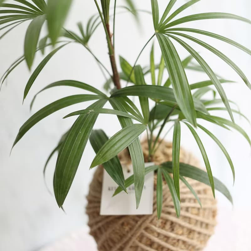 PD26觀音棕竹大苔球 / 室內植栽 居家佈置