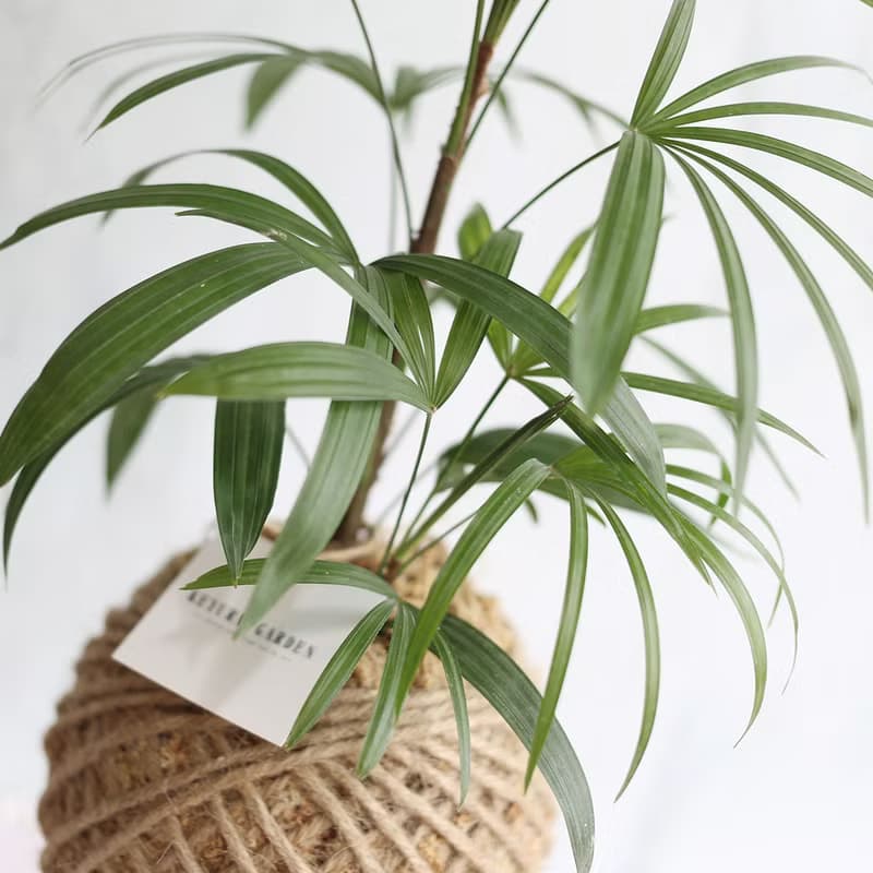PD26觀音棕竹大苔球 / 室內植栽 居家佈置