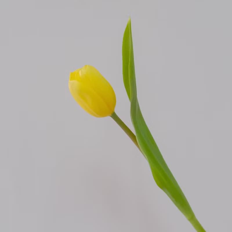 白色情人節 鬱金香 韓式生日花束 女友禮物