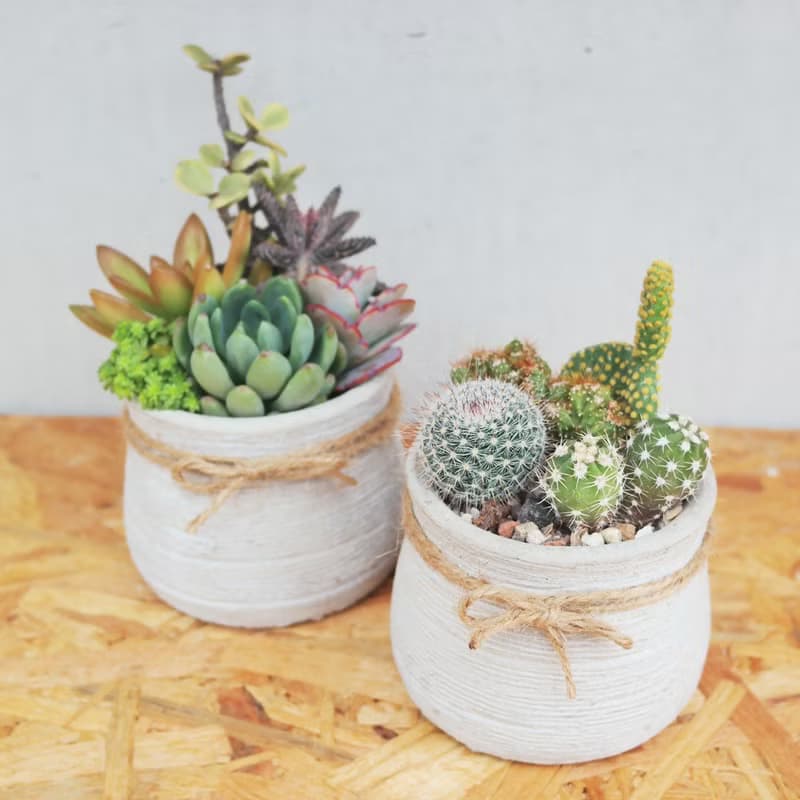 【荳荳多肉】【甕型泥盆植栽組合】喬遷│送禮│升遷│多肉植物