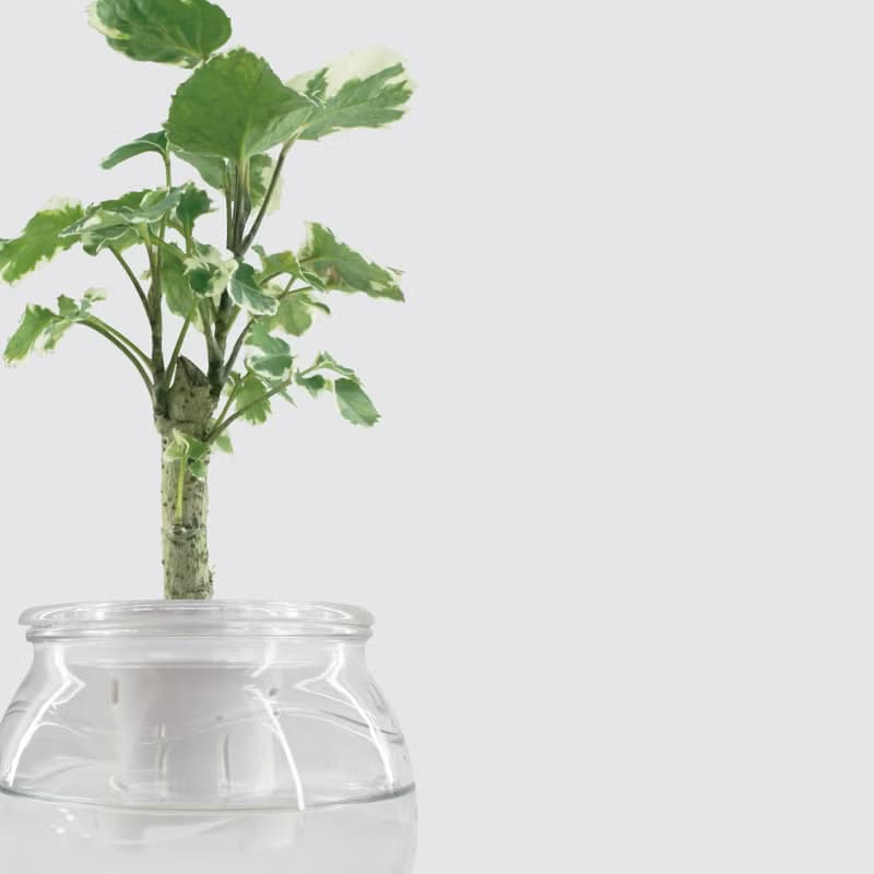 │ 玻璃系列 │ 斑葉福祿桐 - 水耕盆栽 魚水共生 辦公室植物