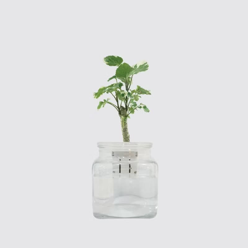 │ 玻璃系列 │ 斑葉福祿桐 - 水耕盆栽 魚水共生 辦公室植物