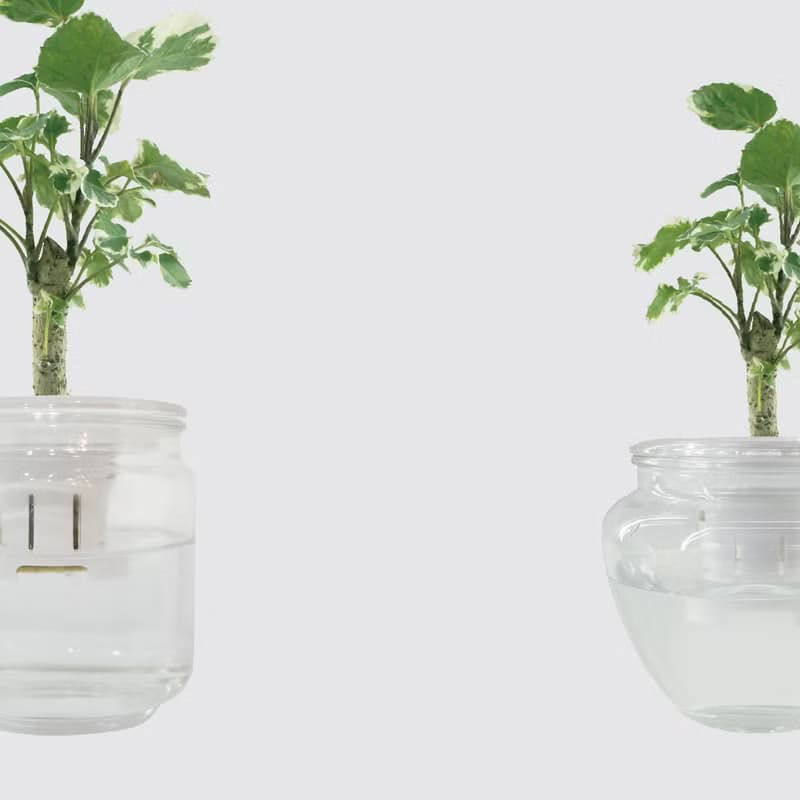 │ 玻璃系列 │ 斑葉福祿桐 - 水耕盆栽 魚水共生 辦公室植物