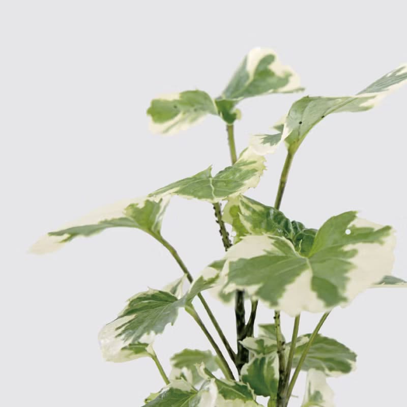 │ 玻璃系列 │ 斑葉福祿桐 - 水耕盆栽 魚水共生 辦公室植物