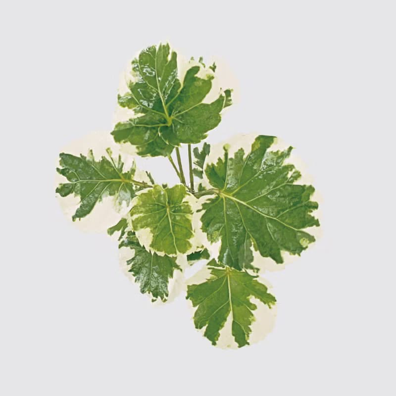 │ 玻璃系列 │ 斑葉福祿桐 - 水耕盆栽 魚水共生 辦公室植物