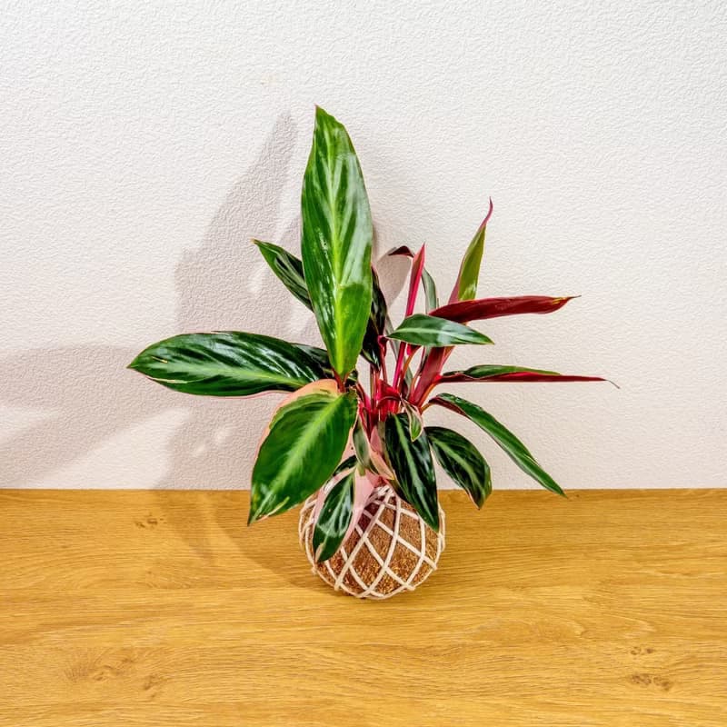 苔球植物 彩虹竹芋苔球 苔玉 禮物 送禮 桌上盆栽