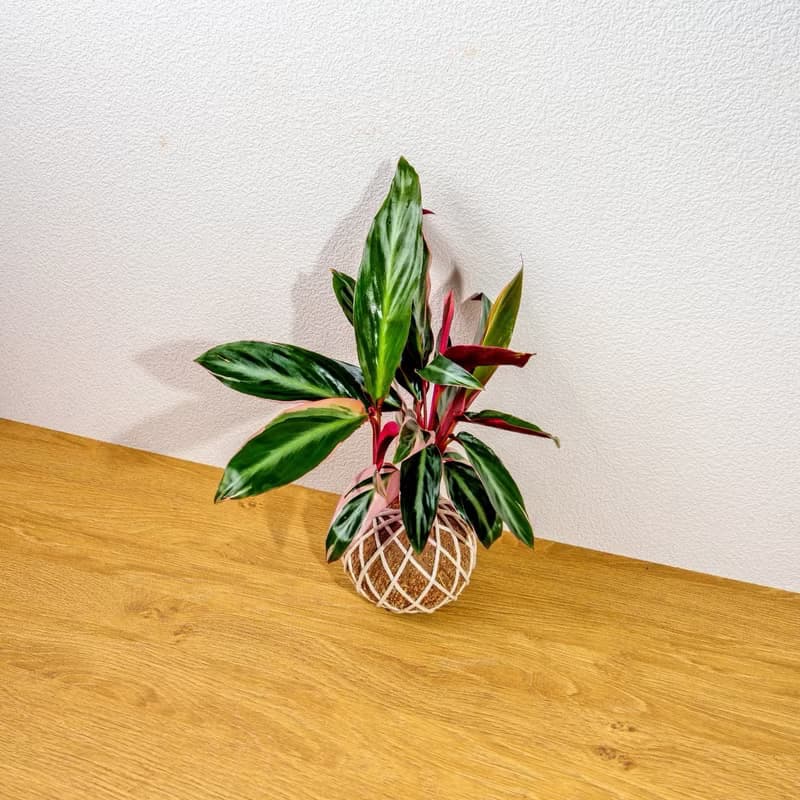 苔球植物 彩虹竹芋苔球 苔玉 禮物 送禮 桌上盆栽