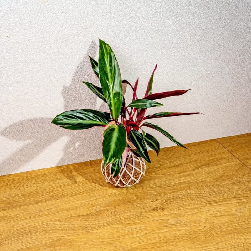 苔球植物 彩虹竹芋苔球 苔玉 禮物 送禮 桌上盆栽