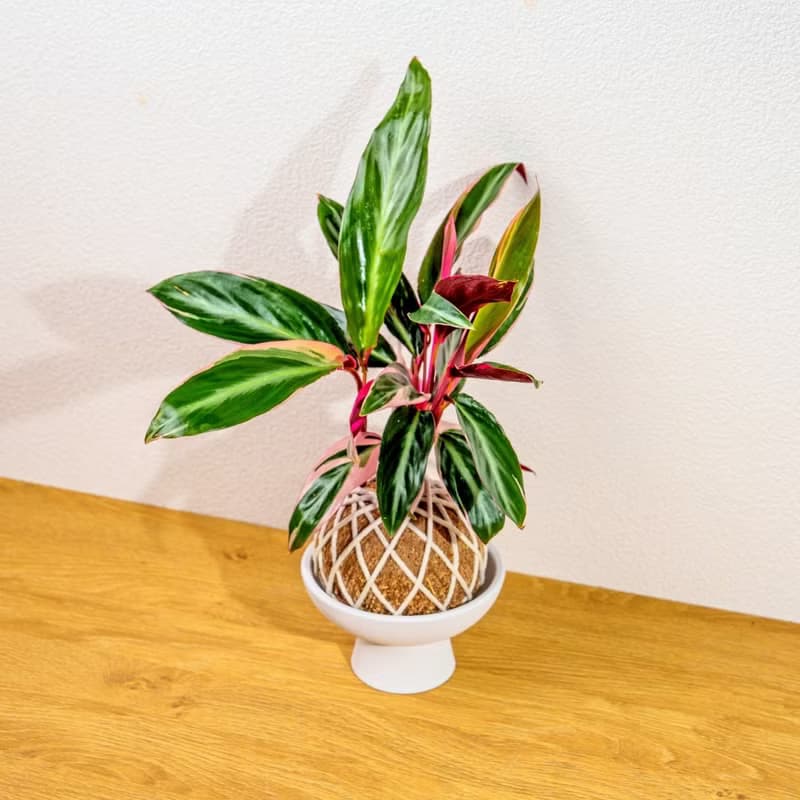 苔球植物 彩虹竹芋苔球 苔玉 禮物 送禮 桌上盆栽