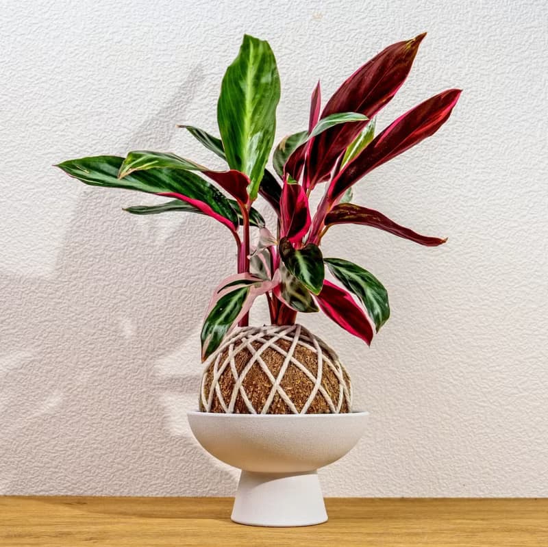 苔球植物 彩虹竹芋苔球 苔玉 禮物 送禮 桌上盆栽