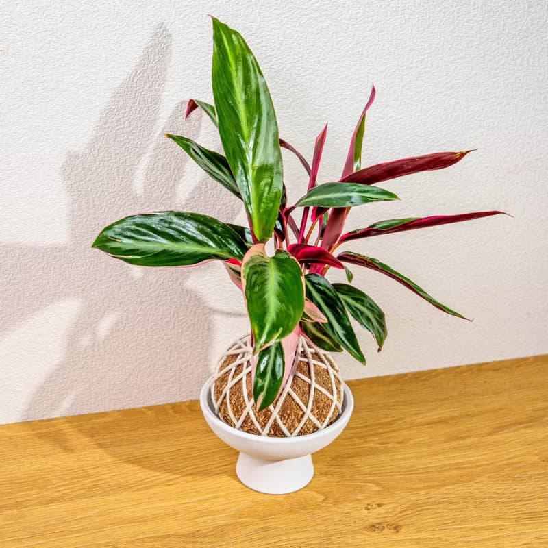 苔球植物 彩虹竹芋苔球 苔玉 禮物 送禮 桌上盆栽