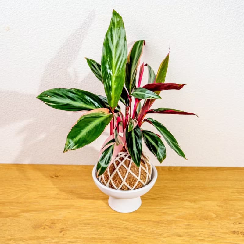 苔球植物 彩虹竹芋苔球 苔玉 禮物 送禮 桌上盆栽