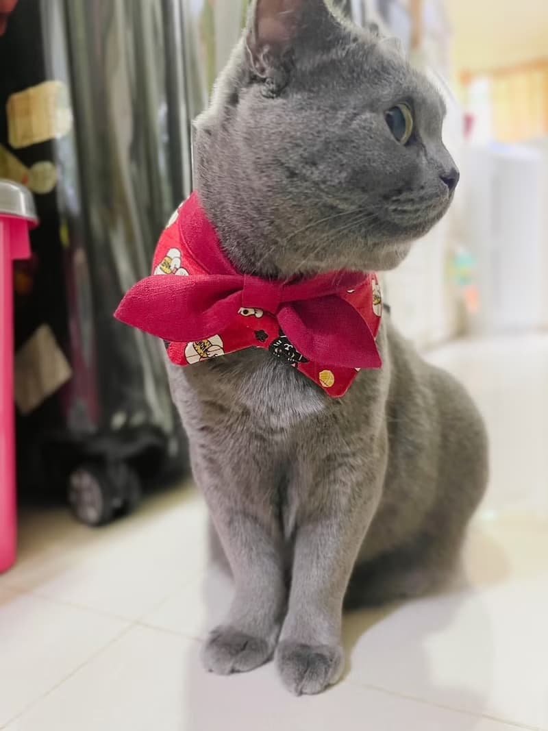 【招財貓】寵物圍兜 寵物項圈領巾圍兜 貓狗領巾