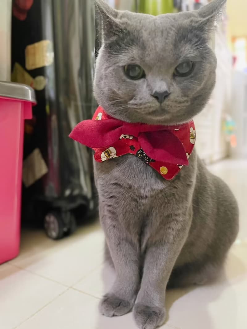 【招財貓】寵物圍兜 寵物項圈領巾圍兜 貓狗領巾