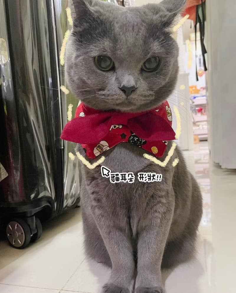 【招財貓】寵物圍兜 寵物項圈領巾圍兜 貓狗領巾