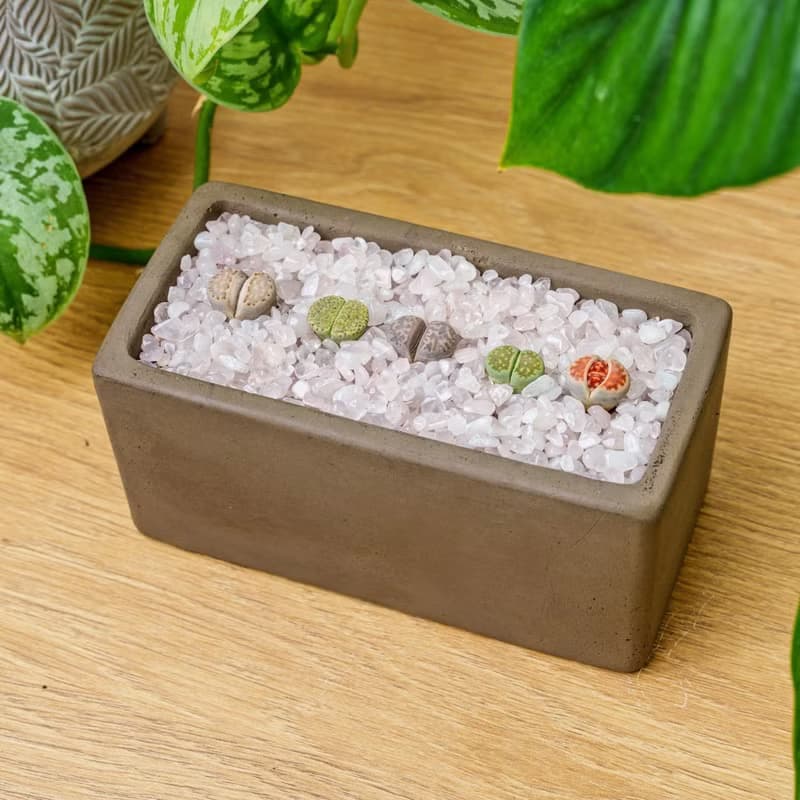 石頭玉 多肉組盆 長形水泥盆器  桌上型盆栽 開幕送禮 喬遷禮物
