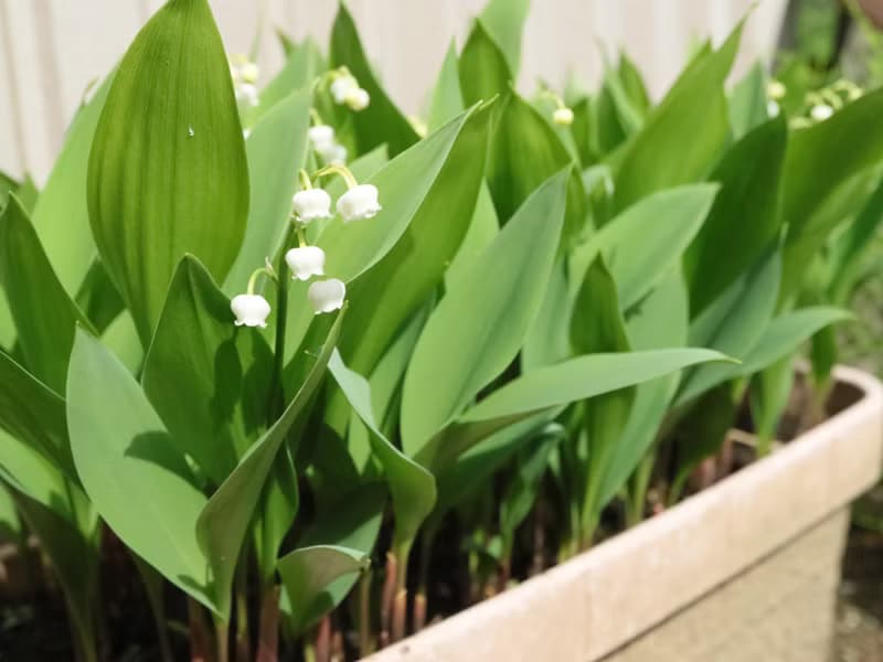 カメオのブローチネックレス 鈴蘭 グリーン　すずらん スズラン ミュゲ lily of the valley 幸せが再び訪れる 純粋 純潔 聖母マリア 緑
