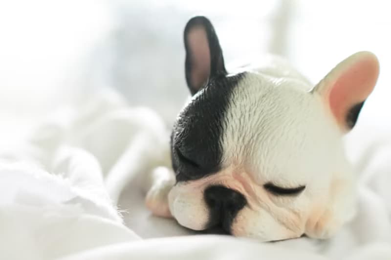 貪睡的法鬥 Frenchbulldog 居家擺飾 / 辦公室療癒小物
