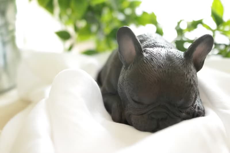 貪睡的法鬥 Frenchbulldog 居家擺飾 / 辦公室療癒小物