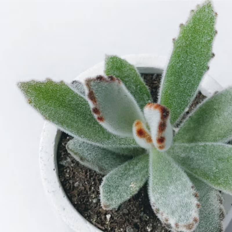 (預購) 墨黑系列 | 月兔耳 率性不失優雅 圓形水泥多肉植栽