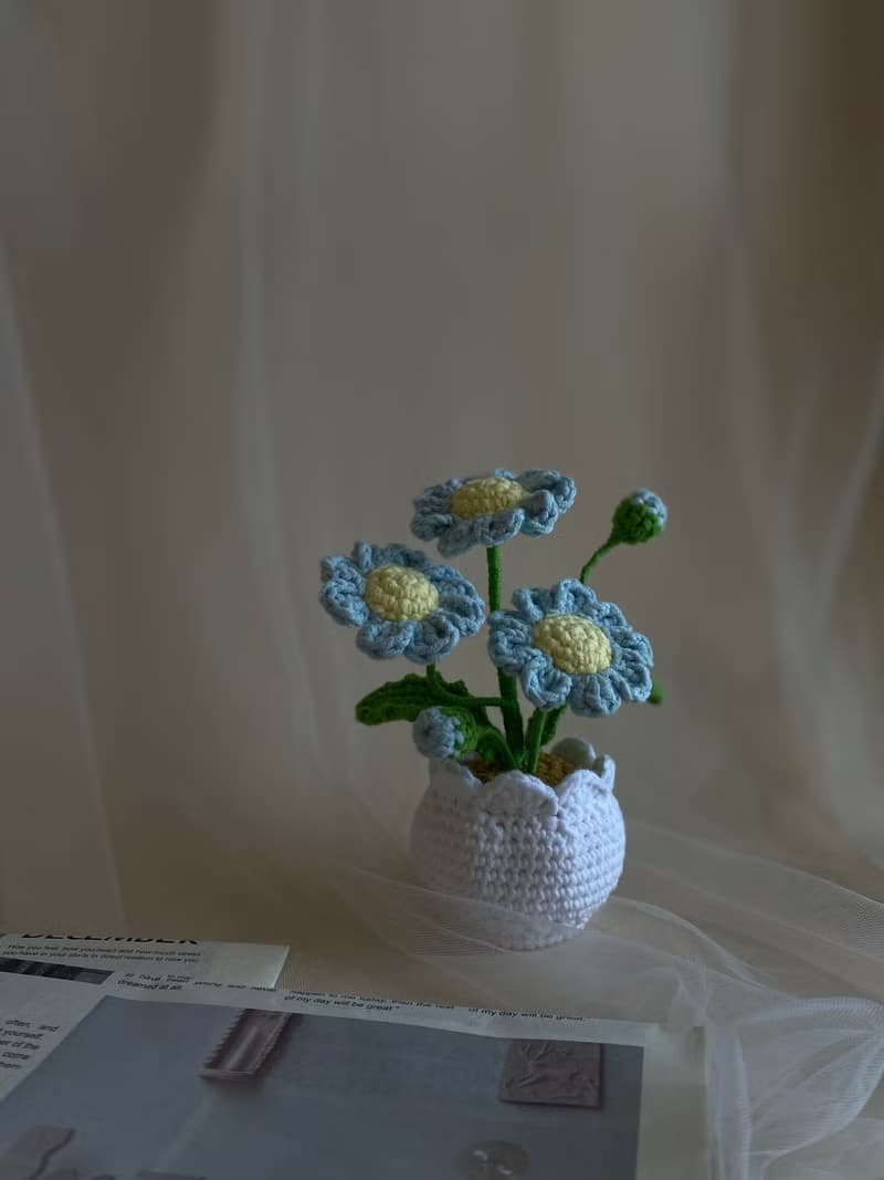 ZHII studio 馬卡龍色小雛菊盆栽 編織花盆 禮盒包裝 情人節花禮