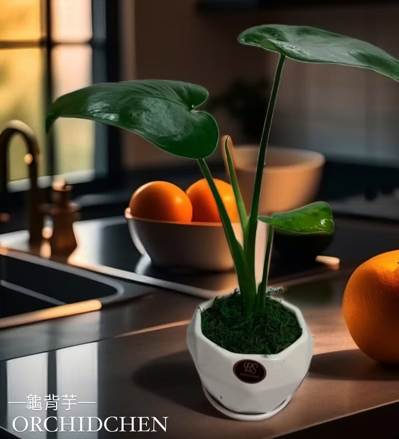 文青首選 心型龜背芋  室內植物 好照顧 送禮自用擺設