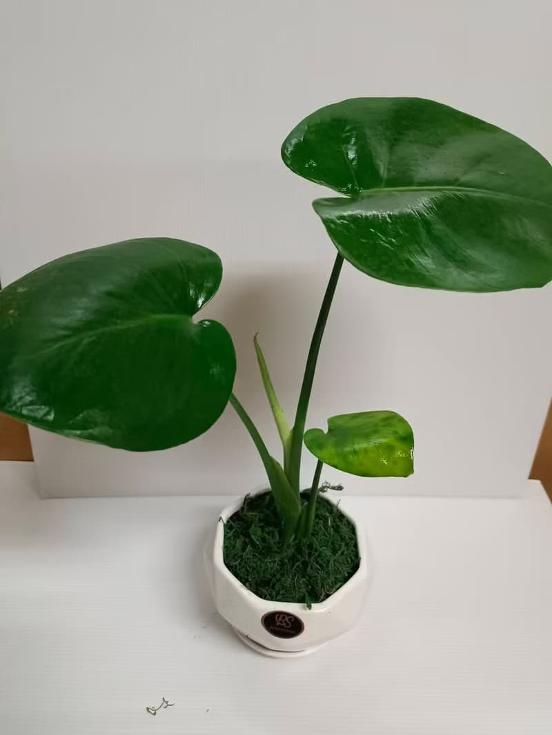 文青首選 心型龜背芋  室內植物 好照顧 送禮自用擺設