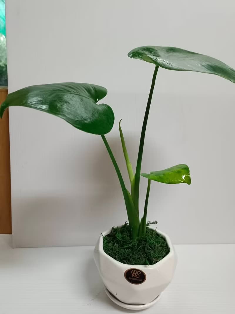 文青首選 心型龜背芋  室內植物 好照顧 送禮自用擺設